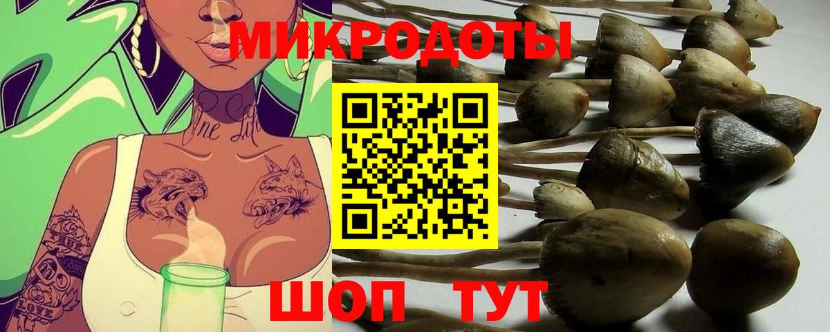 Псилоцибиновые грибы Psilocybe Вязьма